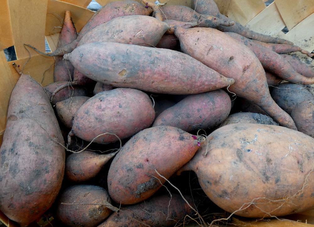 Photo of Sweet Potato (Ipomoea batatas 'Vardaman') uploaded by wildflowers