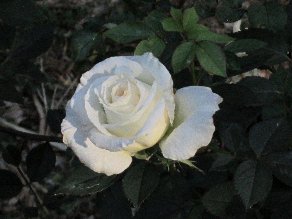 Photo of Rose (Rosa 'Yantai') uploaded by RoseBlush1