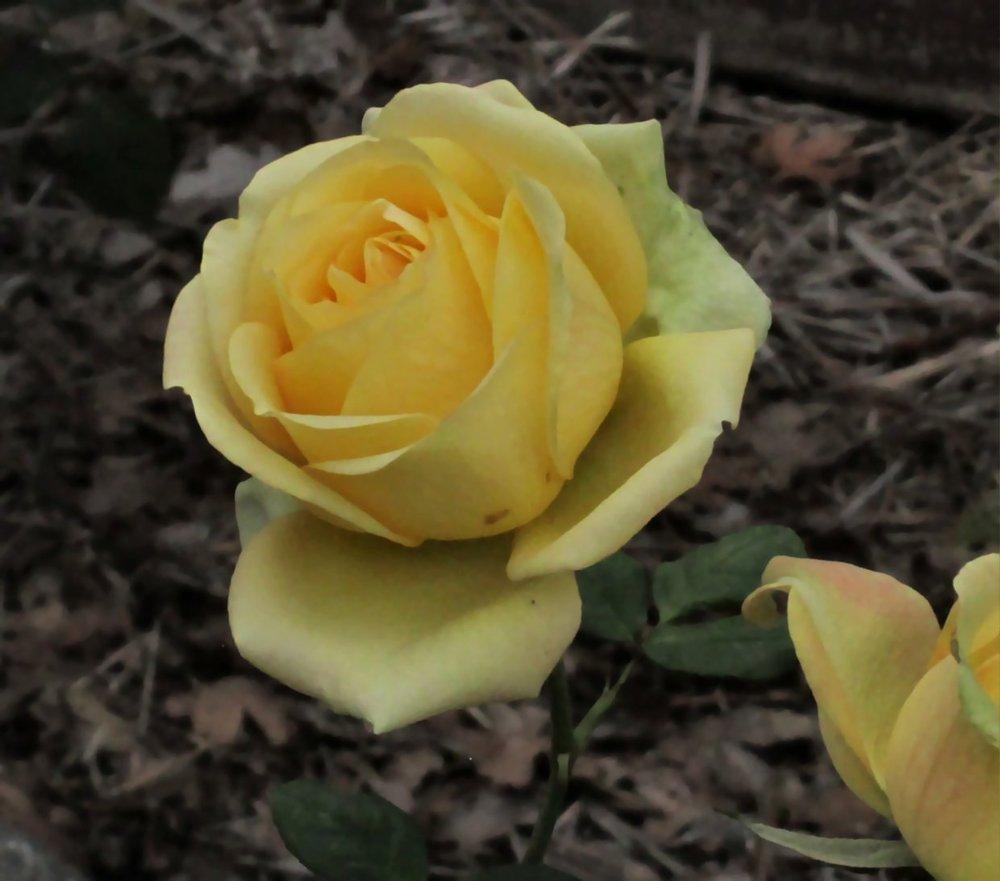 Photo of Rose (Rosa 'St. Patrick') uploaded by RoseBlush1