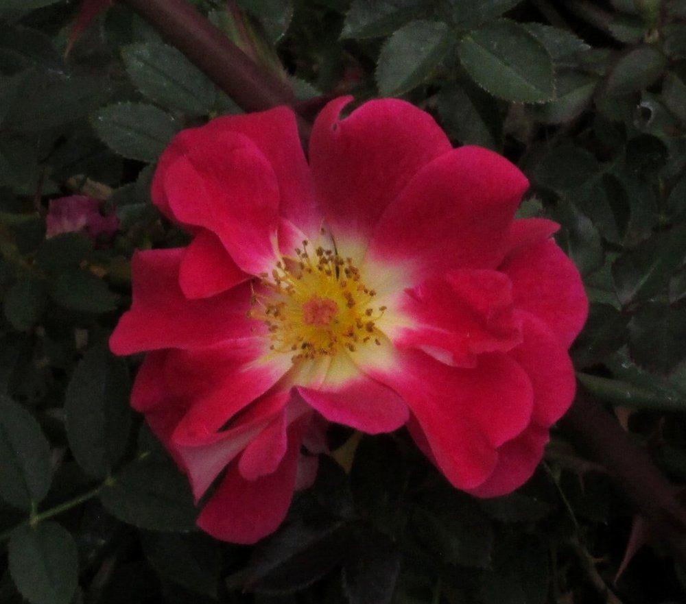 Photo of Rose (Rosa 'Ralph's Creeper') uploaded by RoseBlush1