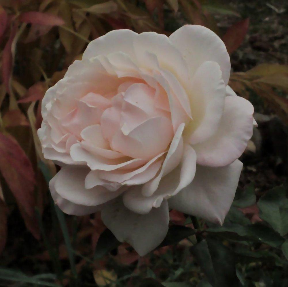 Photo of Rose (Rosa 'White Delight') uploaded by RoseBlush1