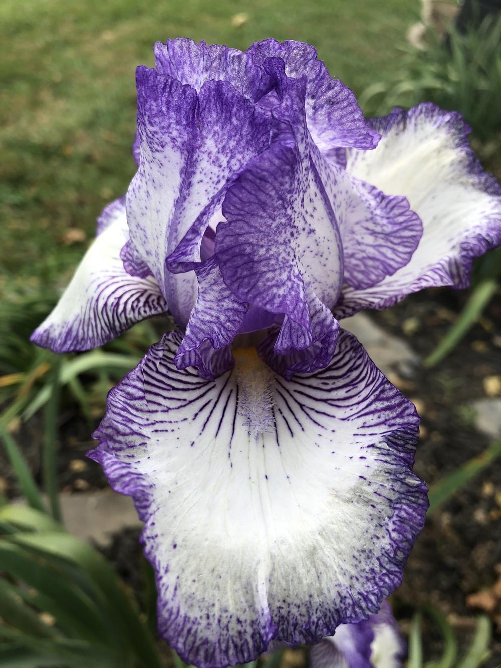 Photo of Tall Bearded Iris (Iris 'Earl of Essex') uploaded by TNLaura