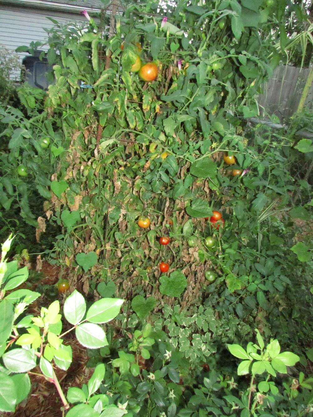 Photo of Tomato (Solanum lycopersicum 'Celebrity') uploaded by jmorth