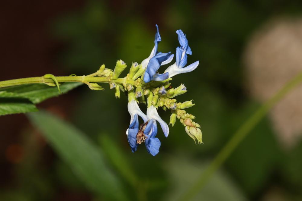 Photo of Bog Sage (Salvia uliginosa) uploaded by luvsgrtdanes