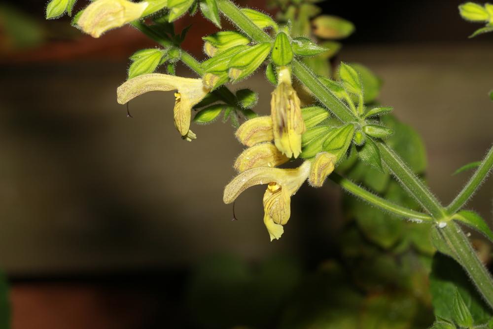 Photo of Sticky Sage (Salvia glutinosa) uploaded by luvsgrtdanes