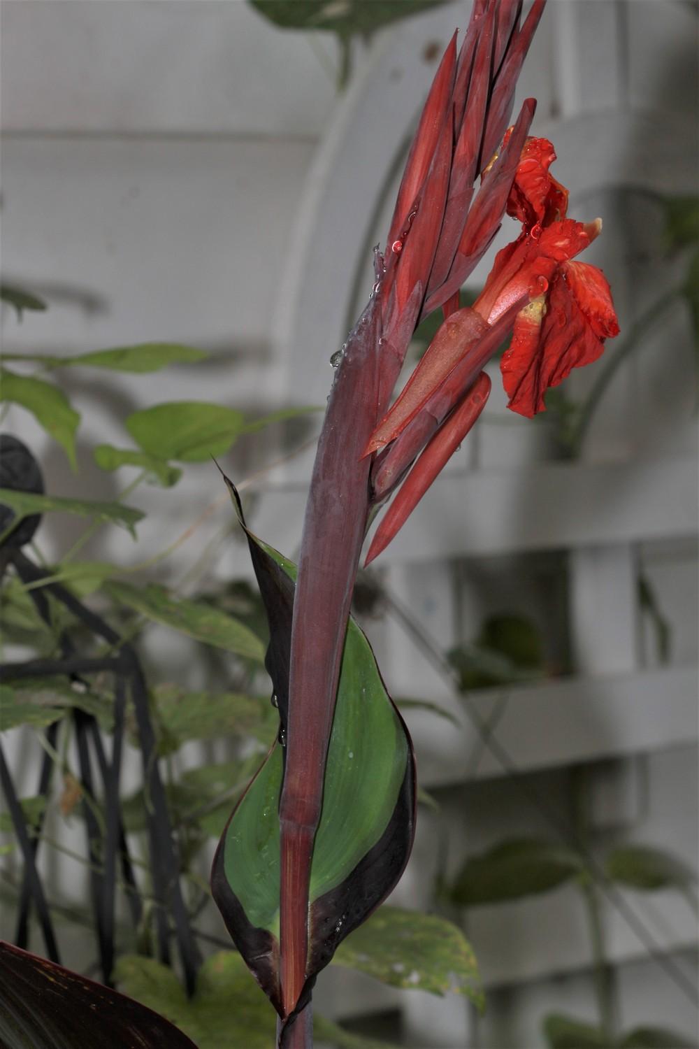 Photo of Canna Lily (Canna 'Yellow King Humbert') uploaded by luvsgrtdanes