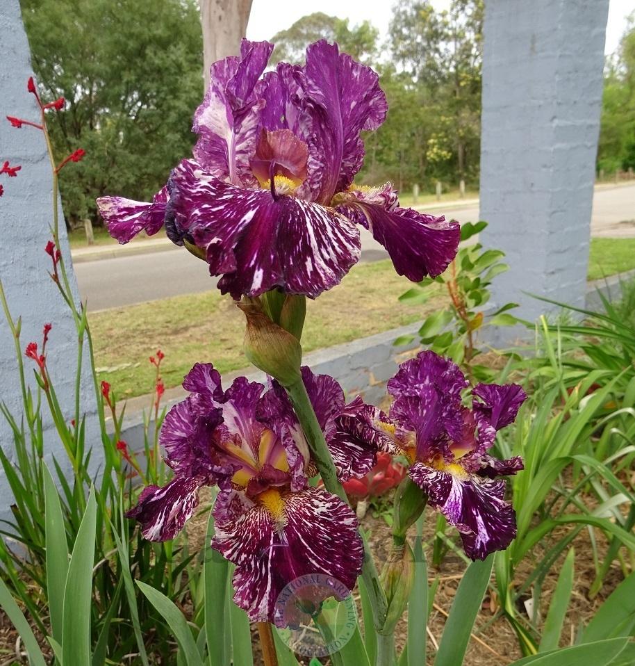Photo of Tall Bearded Iris (Iris 'Silver Streak') uploaded by Totally_Amazing