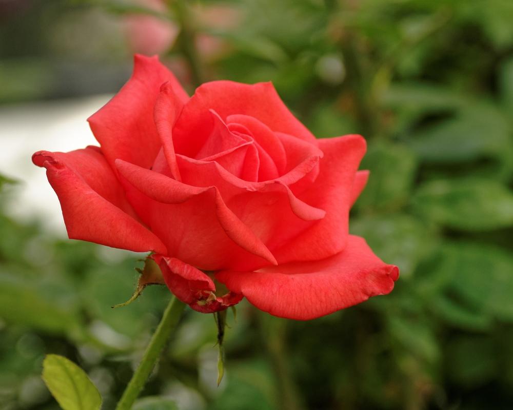 Photo of Rose (Rosa 'Tropicana') uploaded by dirtdorphins