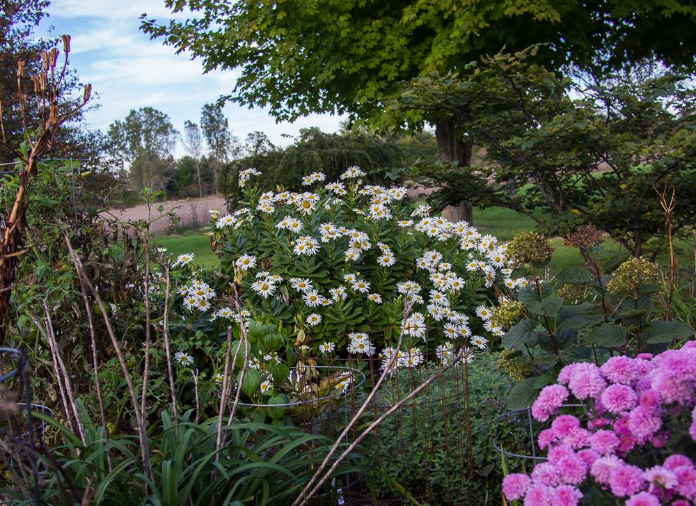 Photo of Montauk Daisy (Nipponanthemum nipponicum) uploaded by frankrichards16