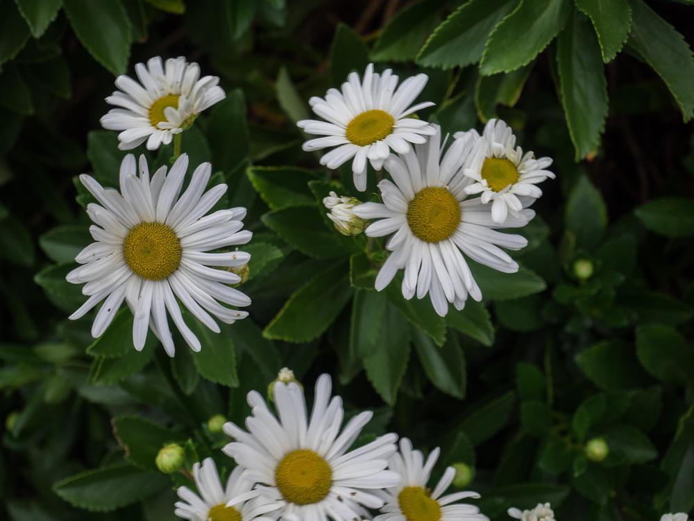 Photo of Montauk Daisy (Nipponanthemum nipponicum) uploaded by frankrichards16