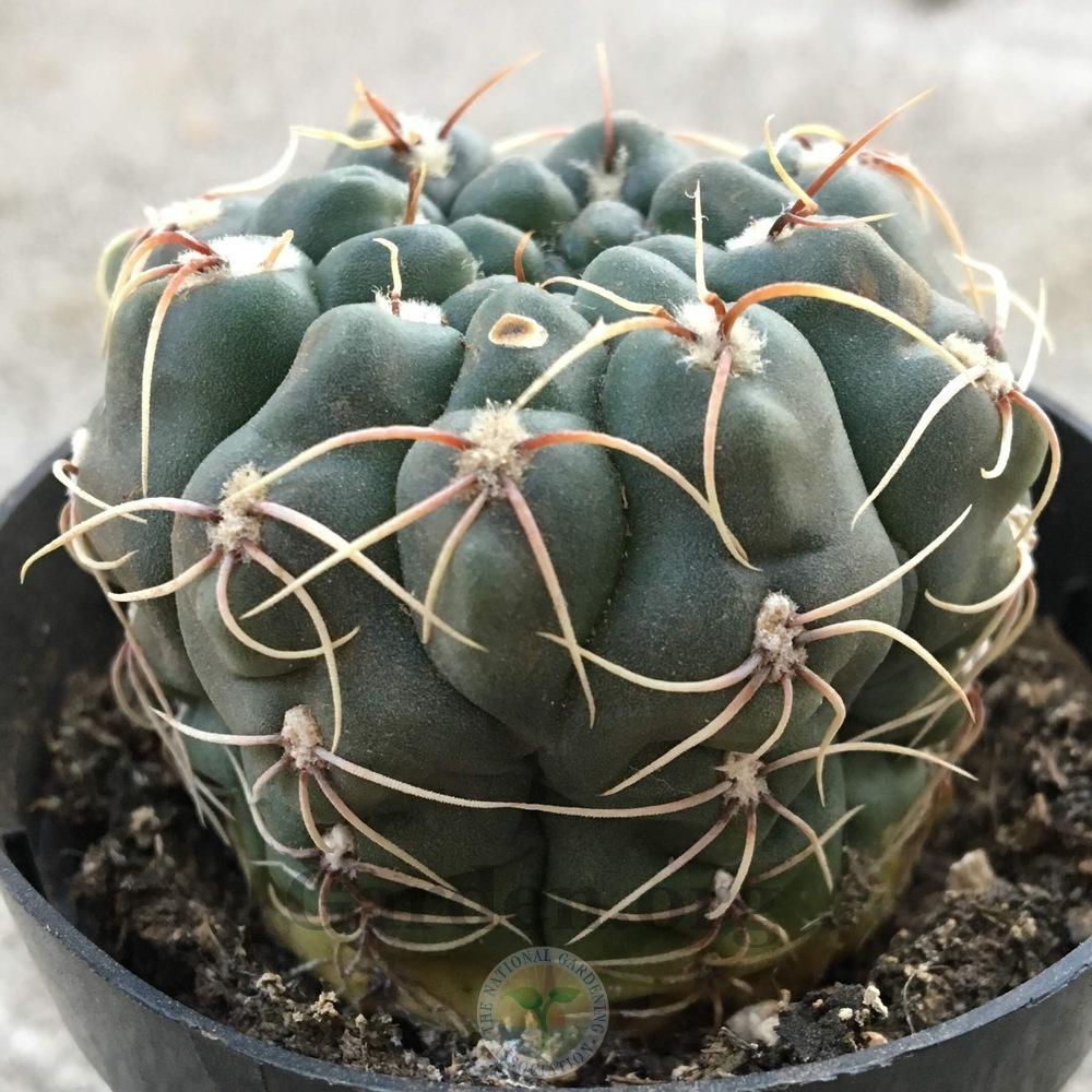 Photo of Dwarf Chin Cactus (Gymnocalycium baldianum) uploaded by BlueOddish