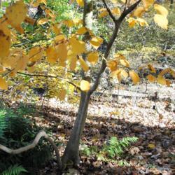 Location: Jenkins Arboretum in Berwyn, Pennsylvania
Date: 2018-11-04
trunk and stems