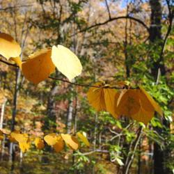 Location: Jenkins Arboretum in Berwyn, Pennsylvania
Date: 2018-11-04
leaves in fall colour
