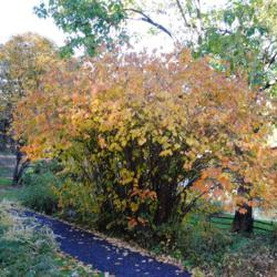 Location: Jenkins Arboretum in Berwyn, Pennsylvania
Date: 2018-11-04
good fall color this year despite so much wetness