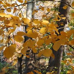 Location: Jenkins Arboretum in Berwyn, Pennsylvania
Date: 2018-11-04
fall foliage