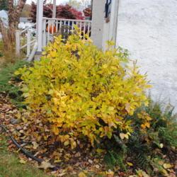 Location: Downingtown, Pennsylvania
Date: 2018-11-02
maturing shrub with golden fall color