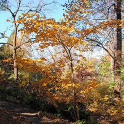 Location: Jenkins Arboretum in Berwyn, Pennsylvania
Date: 2018-11-04
full-grown shrub in fall color