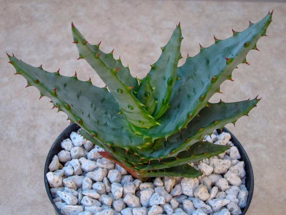 Photo of African Aloe (Aloe africana) uploaded by Baja_Costero