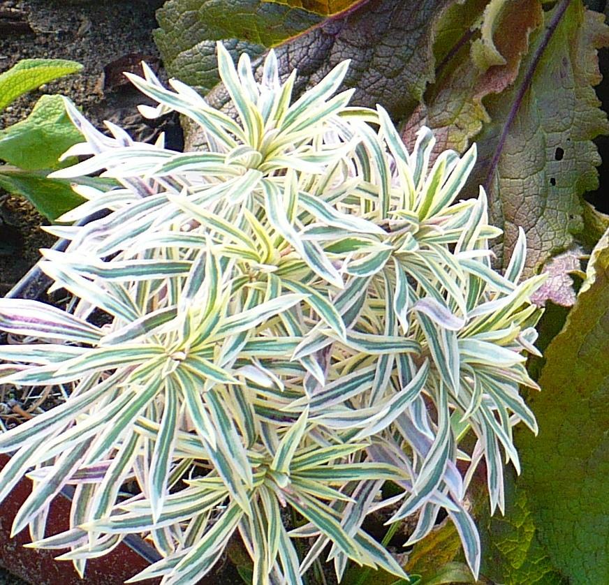 Photo of Spurge (Euphorbia characias 'Tasmanian Tiger') uploaded by HemNorth