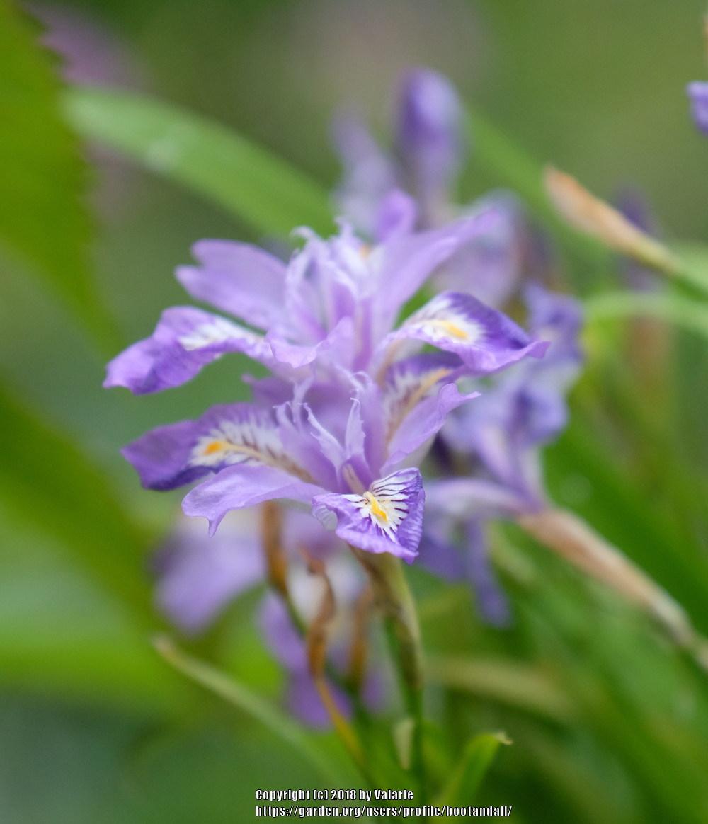 Photo of Species Iris (Iris cristata) uploaded by bootandall