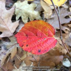 Location: Southern Maine
Date: 2018-11-08
Closeup of autumn color