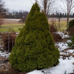 Location: Clinton, Michigan 49236
Date: 2017-02-07
"Picea glauca 'Conica', 2017, [Alberta White Spruce], PYE-see-uh 