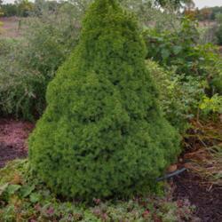 Location: Clinton, Michigan 49236
Date: 2014-10-04
"Picea glauca 'Conica' 2014, Alberta Spruce, PYE-see-uh GLAW-kuh,