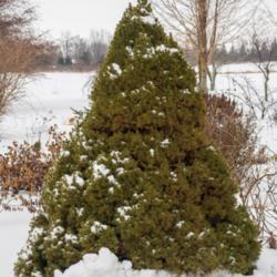 Location: Clinton, Michigan 49236
Date: 2018-01-08
"Picea glauca 'Conica', 2018, [Alberta White Spruce], PYE-see-uh 