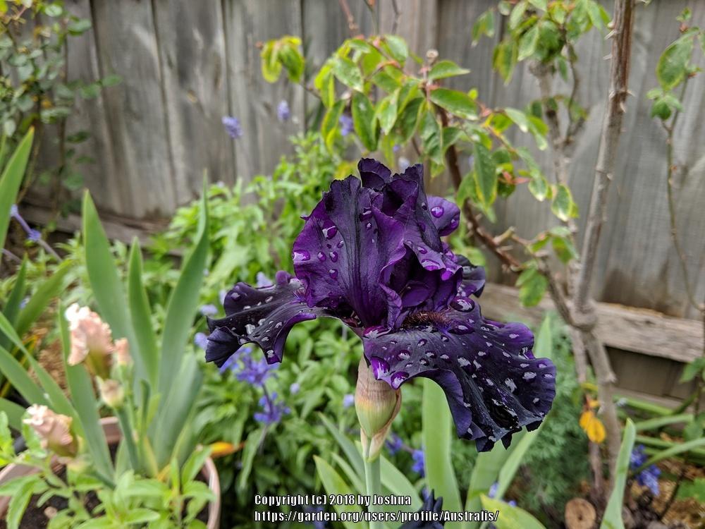 Photo of Tall Bearded Iris (Iris 'Dark Passion') uploaded by Australis