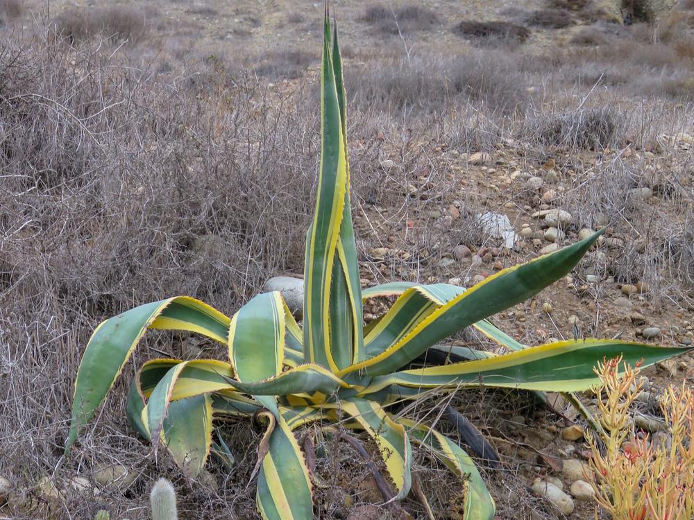 Photo of Variegated Century Plant (Agave americana 'Marginata') uploaded by Baja_Costero