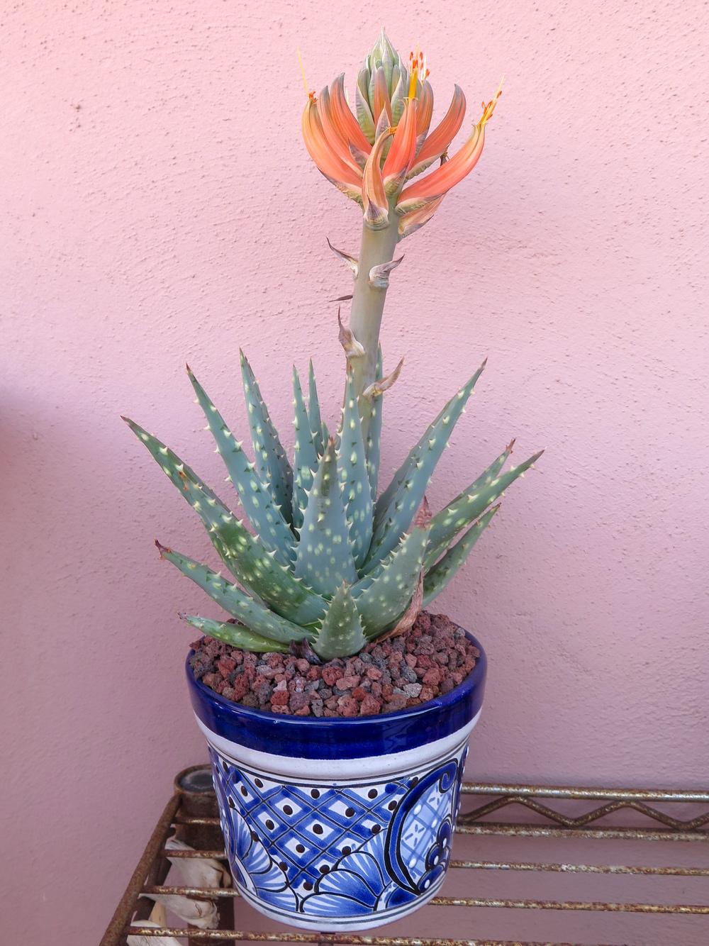 Photo of Karoo Aloe (Aloe longistyla) uploaded by Baja_Costero