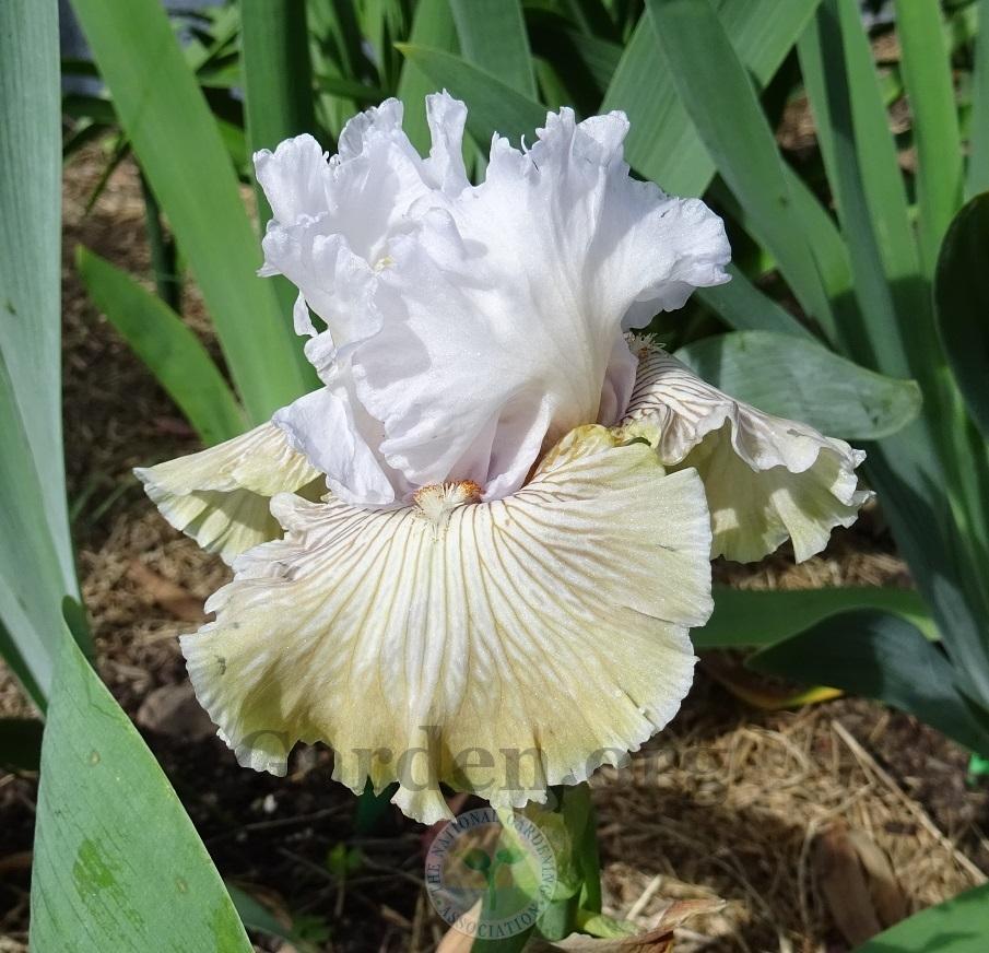 Photo of Tall Bearded Iris (Iris 'Chardonnay and Ice') uploaded by Totally_Amazing