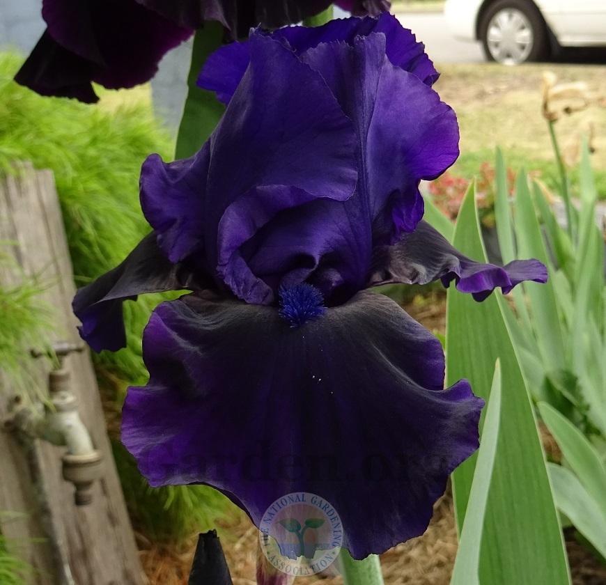 Photo of Tall Bearded Iris (Iris 'Navy Chant') uploaded by Totally_Amazing