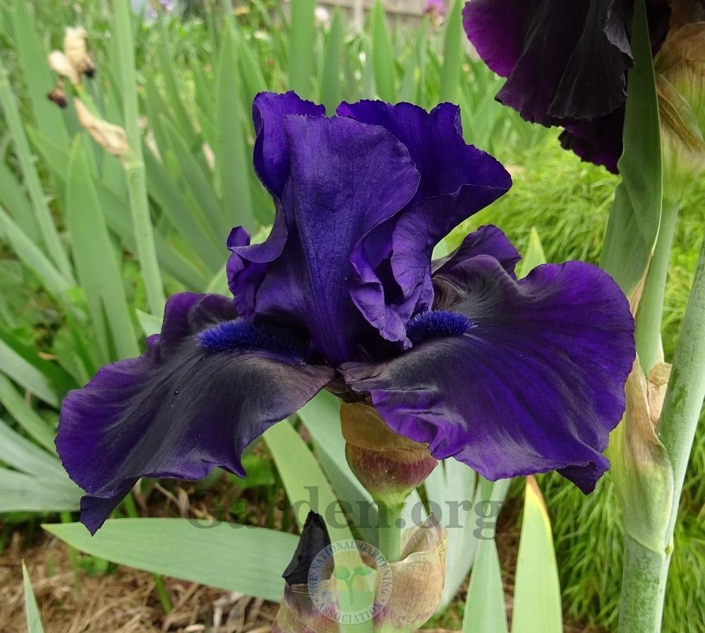 Photo of Tall Bearded Iris (Iris 'Navy Chant') uploaded by Totally_Amazing