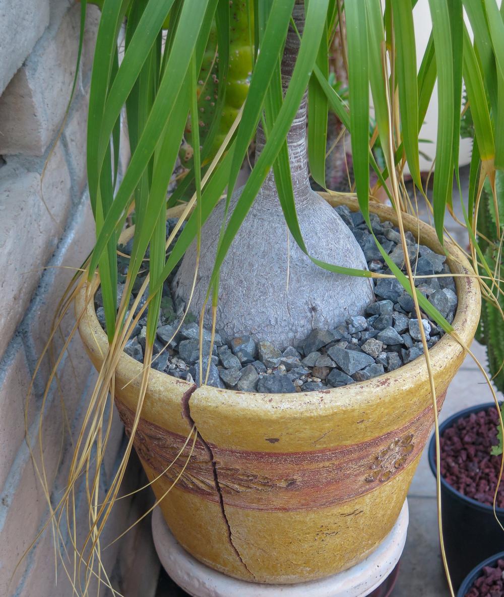 Photo of Ponytail Palm (Beaucarnea recurvata) uploaded by Baja_Costero
