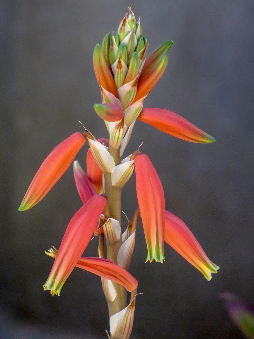 Photo of Spider Aloe (Aloe humilis) uploaded by Baja_Costero