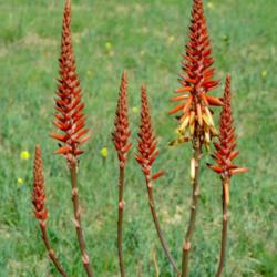 Location: Baja California
Date: 2016-02-21
Aloe lutescens x arborescens