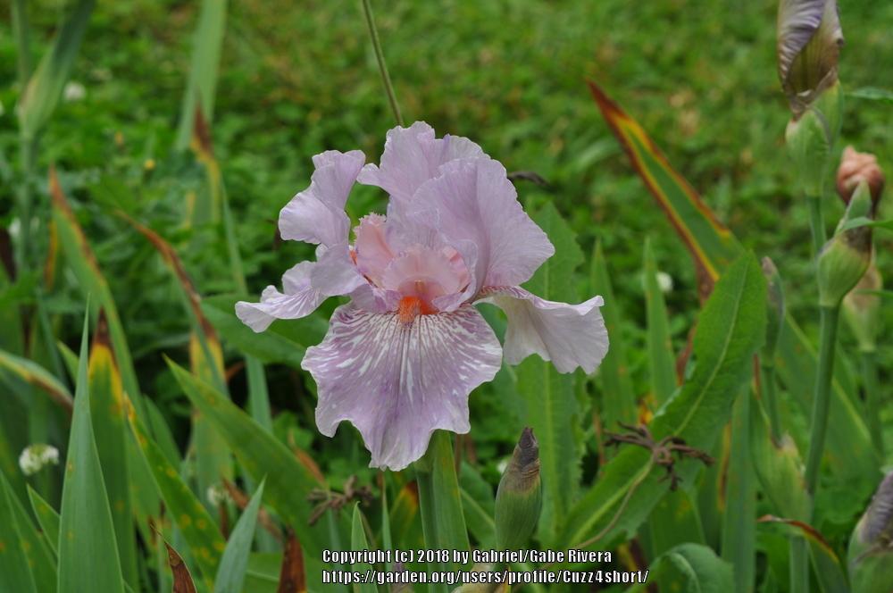 Photo of Tall Bearded Iris (Iris 'Maria Tormena') uploaded by Cuzz4short