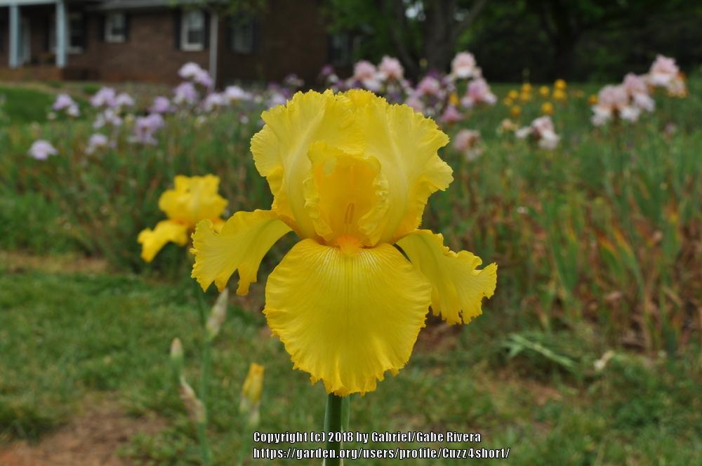 Photo of Tall Bearded Iris (Iris 'Temple Gold') uploaded by Cuzz4short