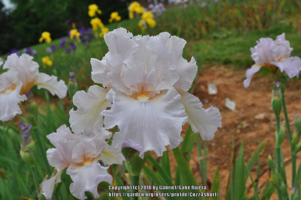 Photo of Tall Bearded Iris (Iris 'Foolish Pleasure') uploaded by Cuzz4short