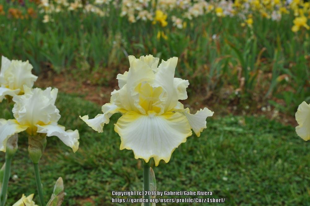 Photo of Tall Bearded Iris (Iris 'Lemon Mist') uploaded by Cuzz4short