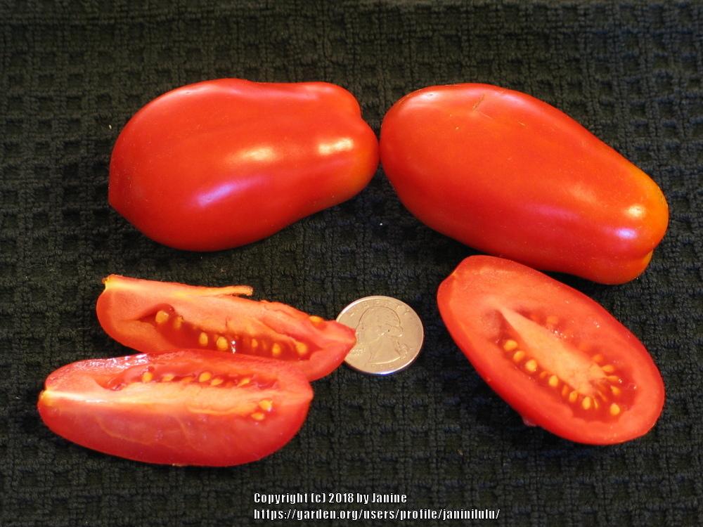 Photo of Tomato (Solanum lycopersicum 'San Marzano') uploaded by janinilulu