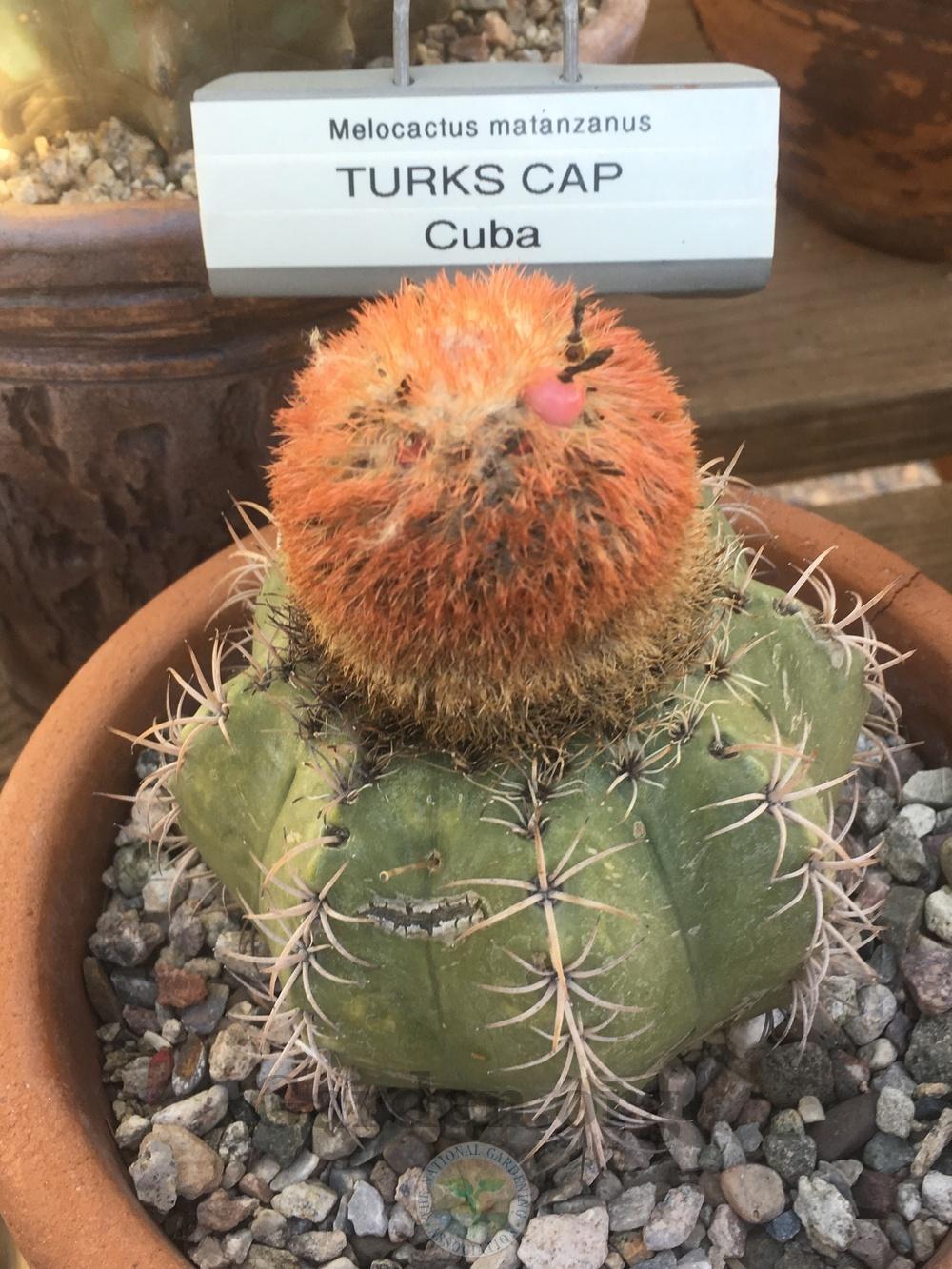 Photo of Dwarf Turk's Cap Cactus (Melocactus matanzanus) uploaded by springcolor
