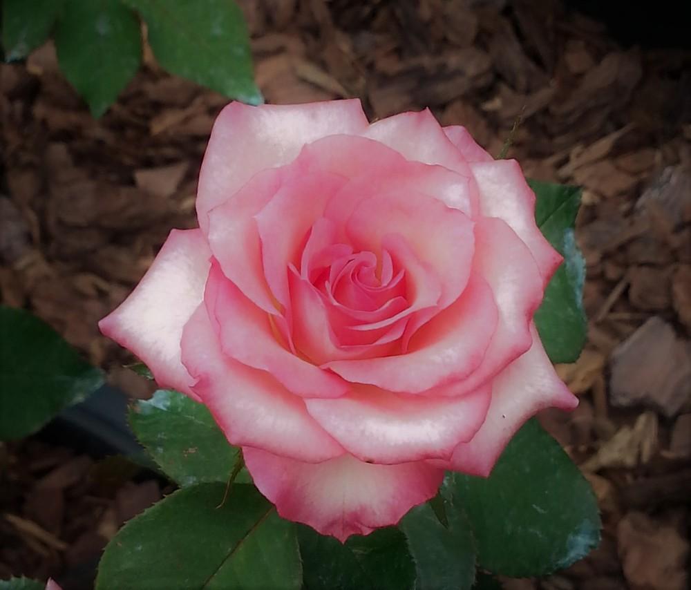 Photo of Rose (Rosa 'Tiffany Lynn') uploaded by KenNEGA