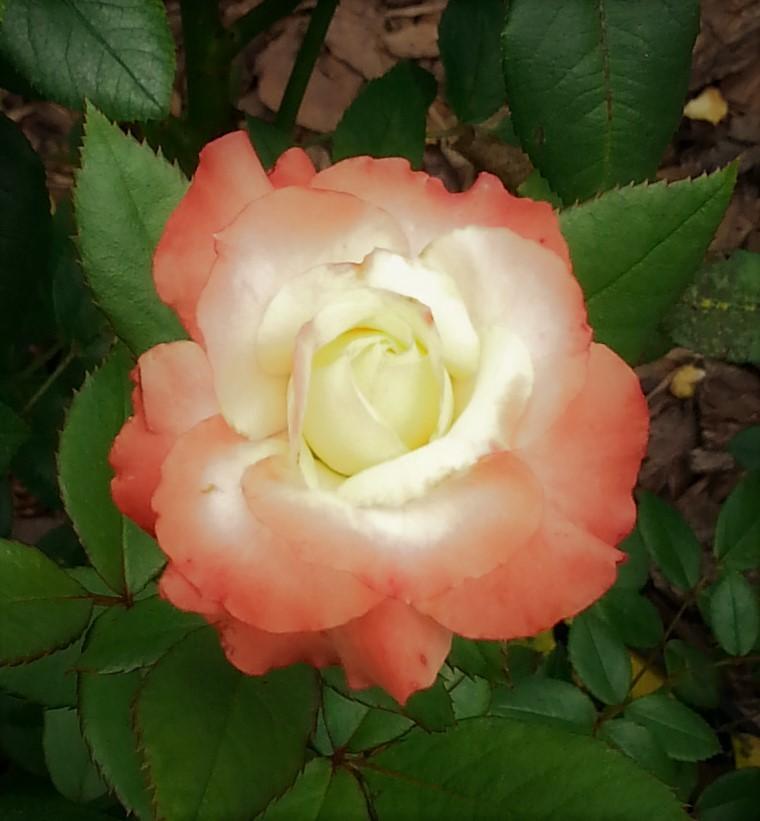 Photo of Rose (Rosa 'Arcanum') uploaded by KenNEGA