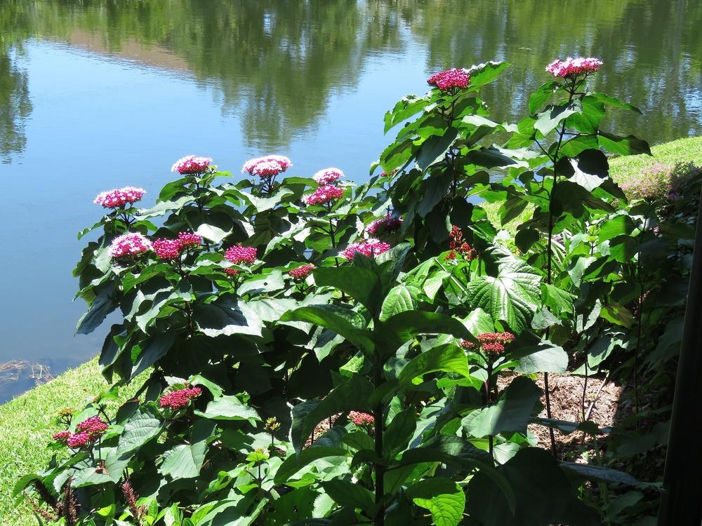 Photo of Cashmere Bouquet (Clerodendrum bungei) uploaded by plantladylin