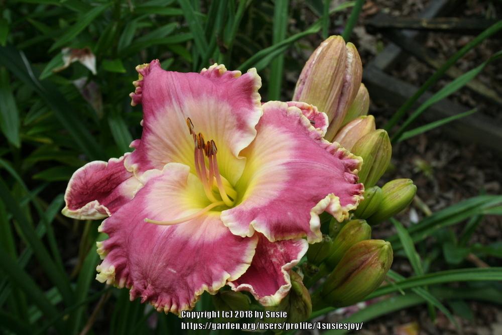 Photo of Daylily (Hemerocallis 'Picture in Picture') uploaded by 4susiesjoy