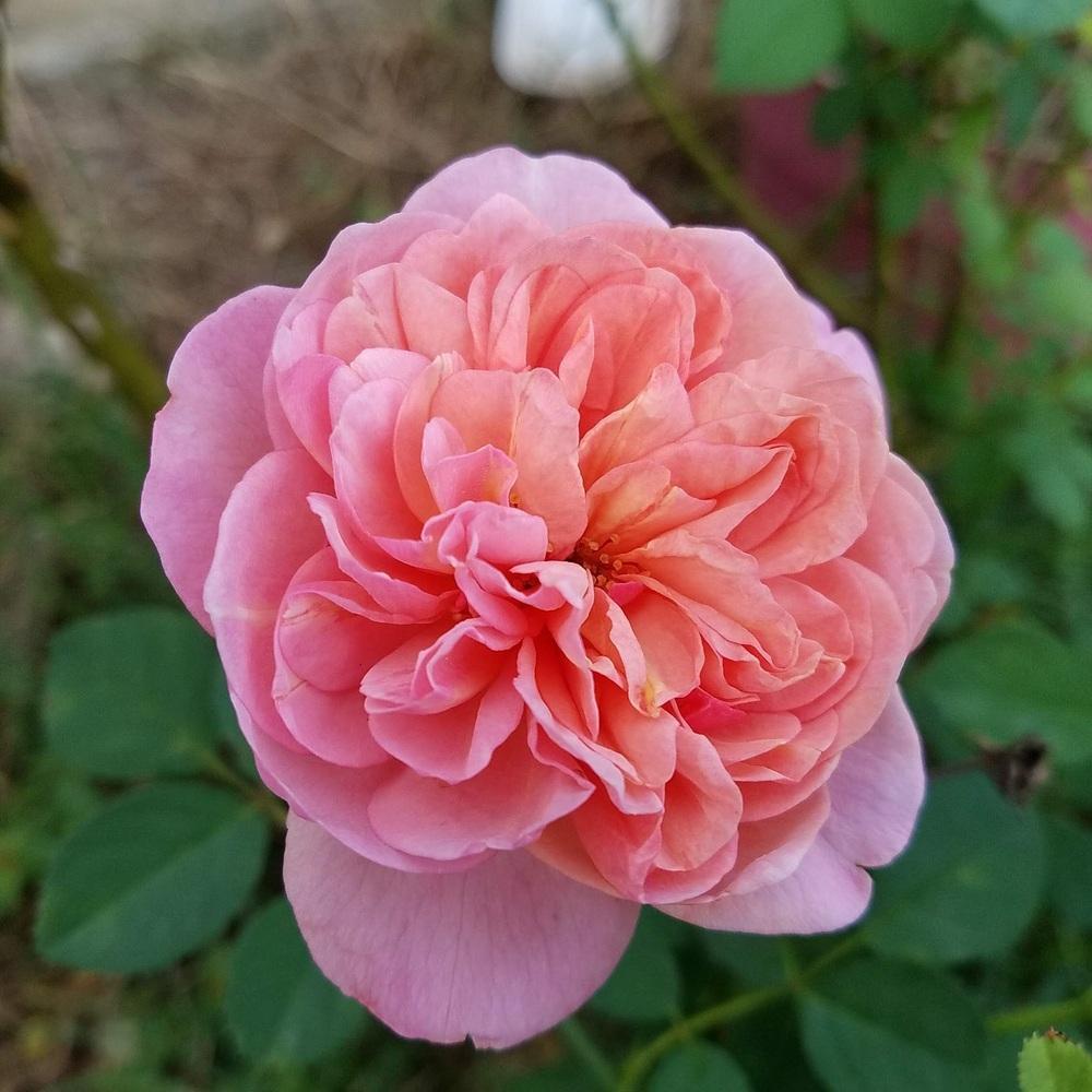 Photo of Rose (Rosa 'Boscobel') uploaded by Rosebaby