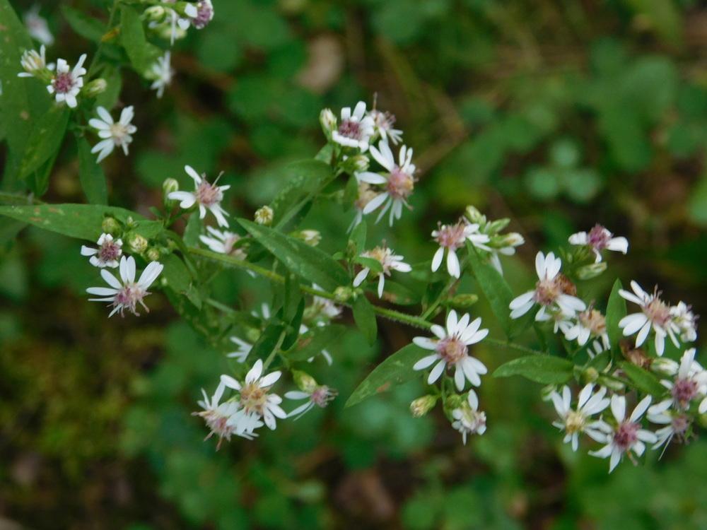 Photo of Calico Aster (Symphyotrichum lateriflorum) uploaded by JHeirloomSeeds