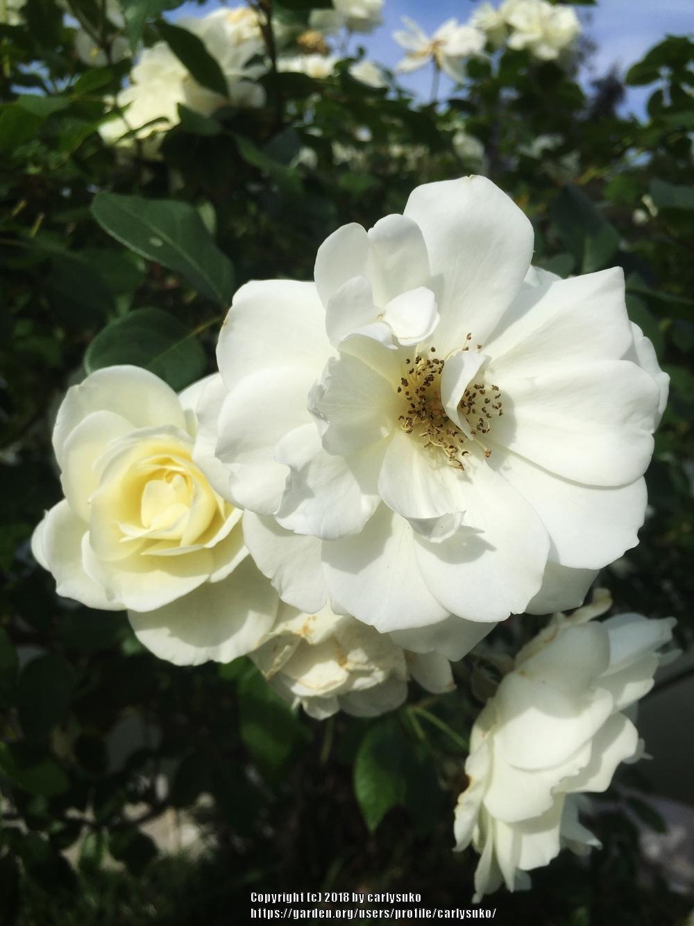 Photo of Rose (Rosa 'Iceberg') uploaded by carlysuko